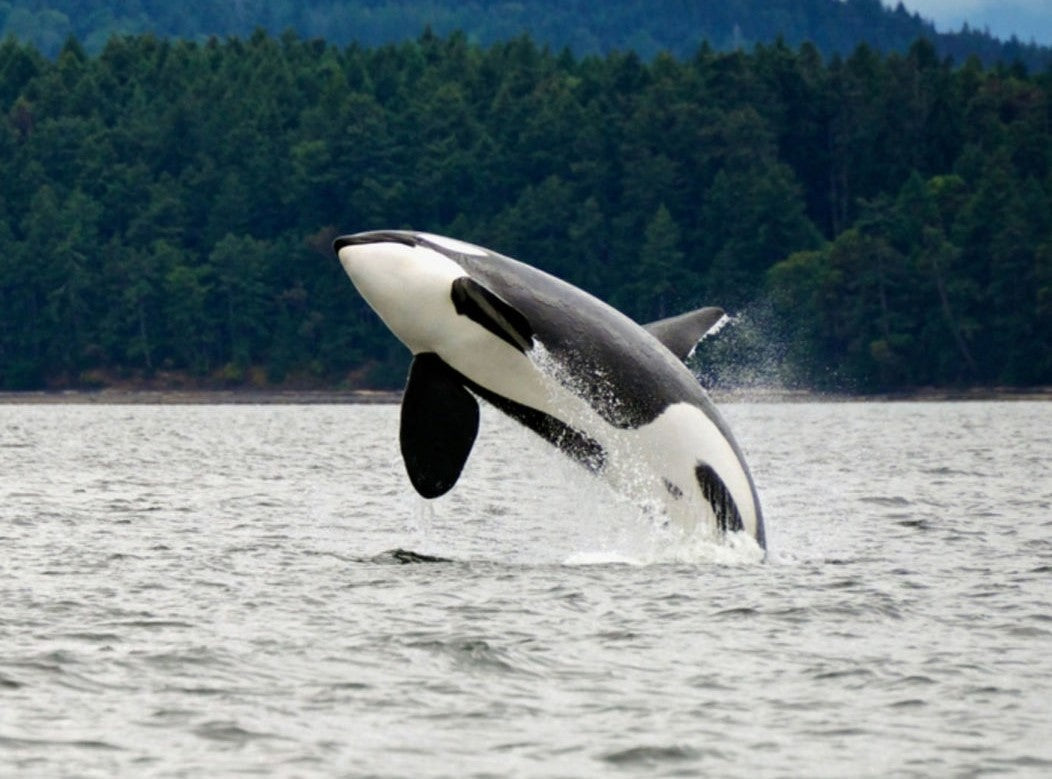 PERFECT DAYS IN COEXTINCTION