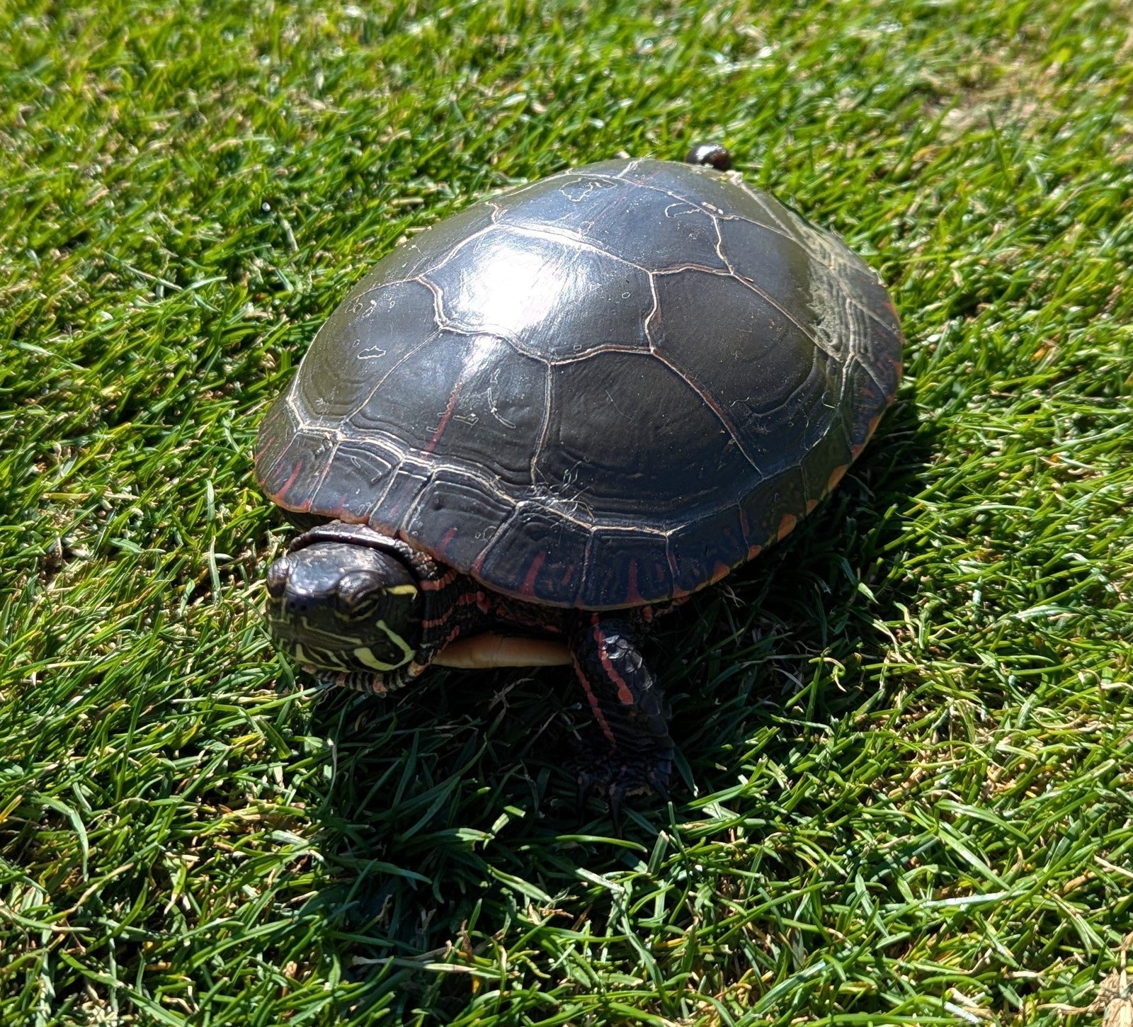 KALEIDOSCOPE EYES on TURTLE ISLAND