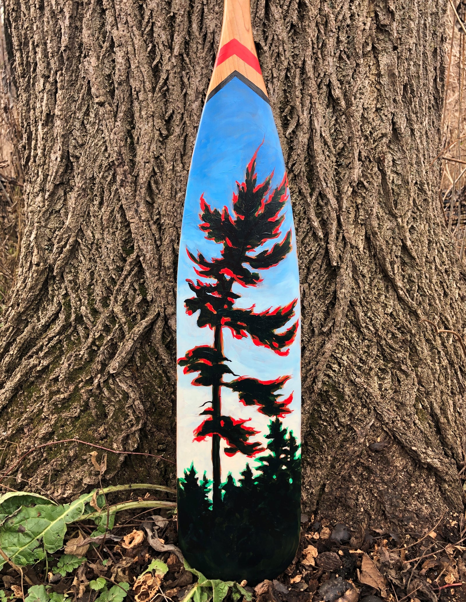 LAKE SUPERIOR PINE by Marta Stares